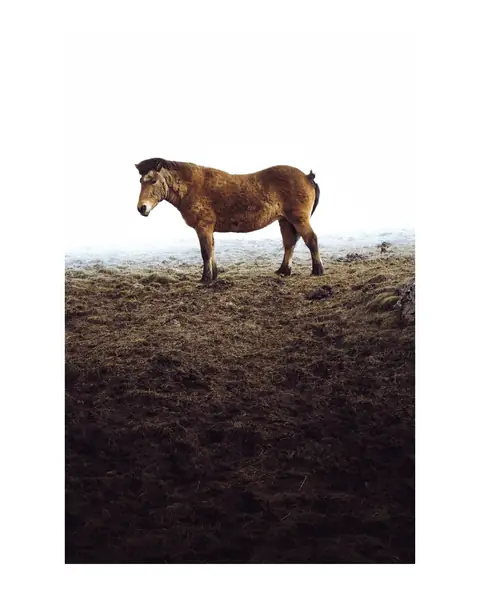 An Icelandic horse on a ridge, the whole frame uncropped inside a 4:5 post on a white background
