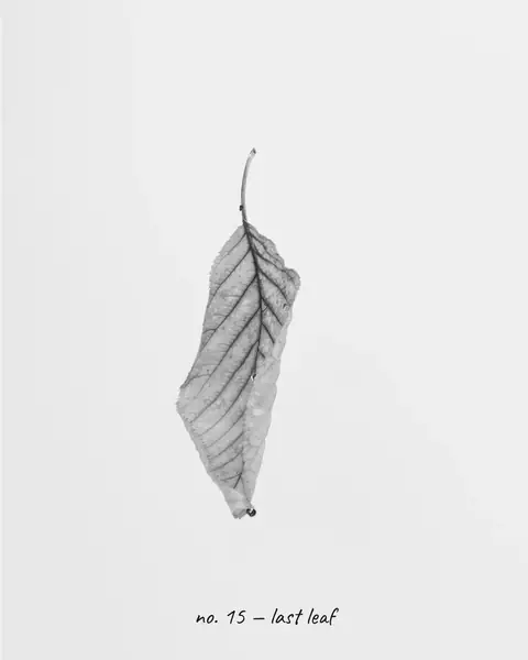 A single dry leaf on white, framed with a narrow border on three sides and a wide one below carrying the handwritten line “no. 15 — last leaf”